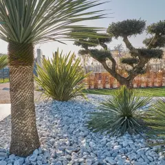 Un jardin moderne avec des palmiers, des plantes graphiques et un arbre taillé, le tout sur un lit de galets blancs. Une belle idée déco galet pour un extérieur épuré.