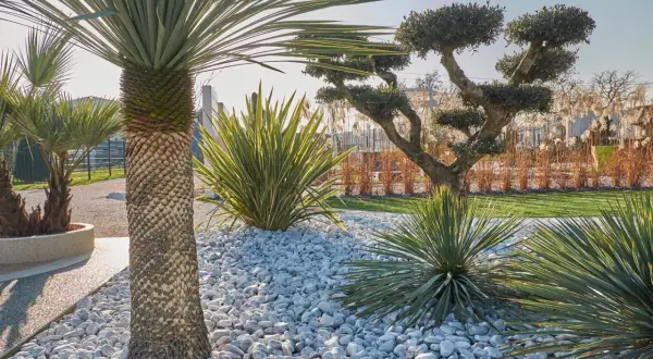 Un jardin moderne avec des palmiers, des plantes graphiques et un arbre taillé, le tout sur un lit de galets blancs. Une belle idée déco galet pour un extérieur épuré.